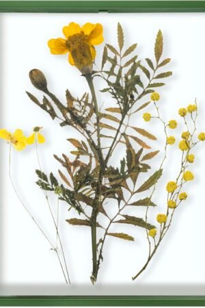 Floating Picture Frame 11x14 - Green Aluminum Metal Photo Frame - Real Glass of Front - for Wall Mount Display